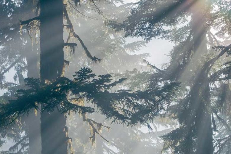 22 Rose Terrace Cottage Escapes